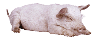 Cochon